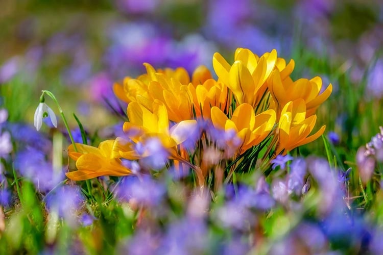 blog 7 stappen naar je leeftuin lente 2