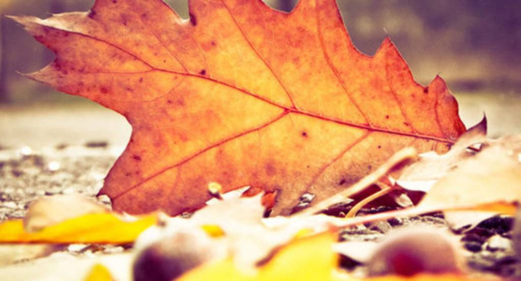 herfst 2 1110x600 1