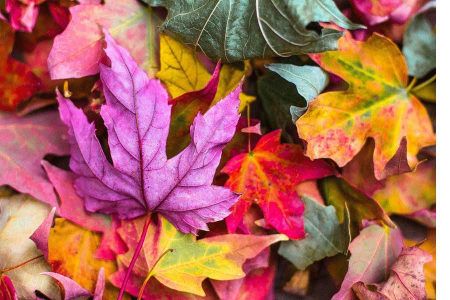 yes de herfst komt er weer aan design85